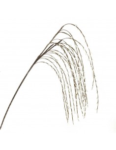 ADDOBBI MATRIMONIO GINESTRA WH 2