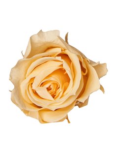 Rosa Preservata Petite Beige | Diam 3,5 Cm (9 PZ) 2