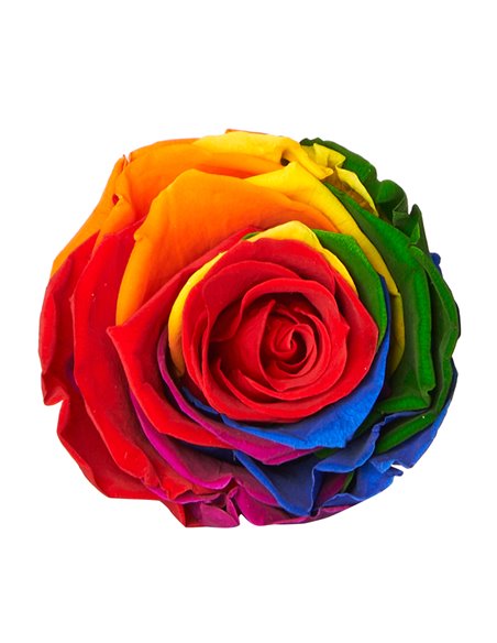 Rosa Preservata Super Multicolor | Diam 6 Cm (8 PZ)