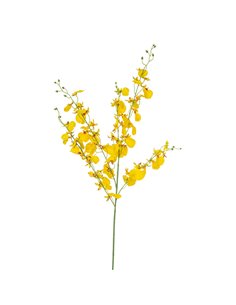 Oncidium Gialla|H 102 Cm 2