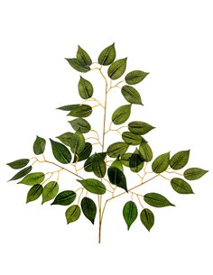 Ramo Foglia Ficus|H 56 Cm 2