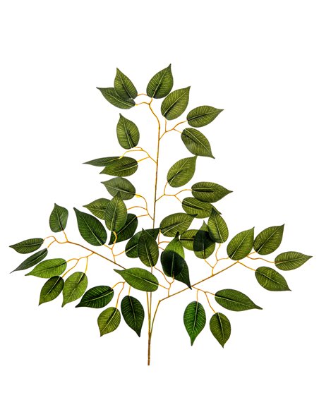 Ramo Foglia Ficus|H 56 Cm
