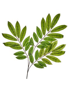 Fogliame Mango H 70 Cm 2