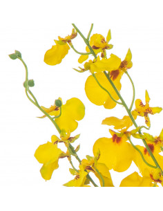 Oncidium Gialla|H 102 Cm 2