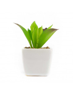 Piantina Grassa Artificiale Succulenta 6 Assortite | H 9 Cm 2
