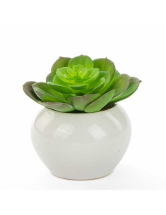 Aeoniun grande in Vaso... 2