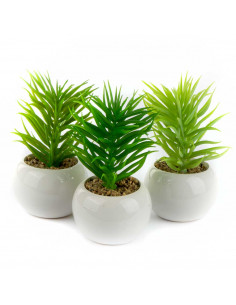 Dudleya in Vaso Ceramica H... 2