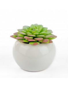 Aeoniun piccola in Vaso... 2