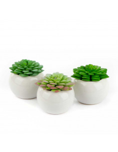 Aeoniun piccola in Vaso... 2