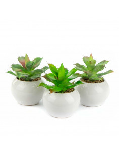 Agave in Vaso Ceramica H 14 Cm 2