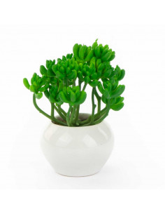 Crassula in Vaso Ceramica H... 2