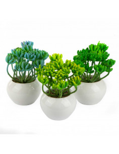 Crassula in Vaso Ceramica H... 2