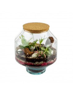 Terrarium Piante Tropicali... 2