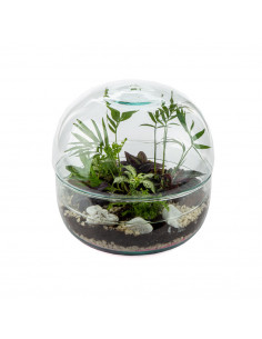 Terrarium Globo In Vetro... 2