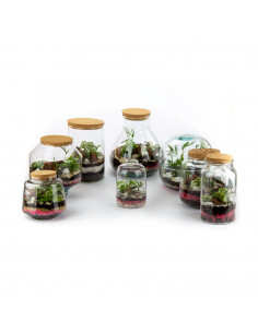 Collezione Terrarium Piante... 2