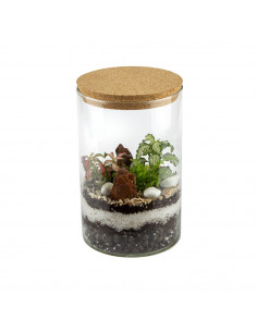 Collezione Terrarium Piante... 2