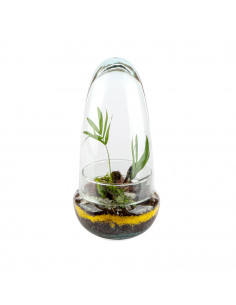 Terrarium Egg Vetro Piante... 2