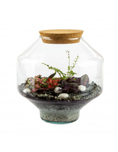 Terrarium Piante Tropicali... 2
