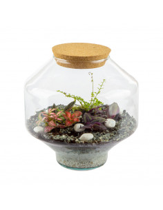 Terrarium Piante Tropicali... 2