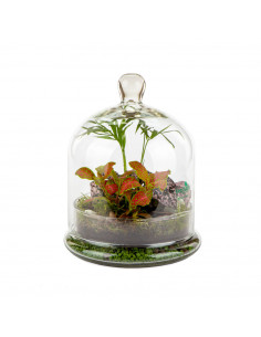Terrarium Piante Tropicali... 2