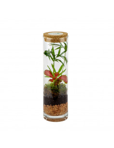 Bomboniera Terrarium Cool... 2