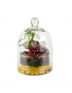 Terrarium Piante Tropicali... 2