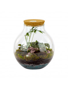 Terrarium Piante Tropicali... 2