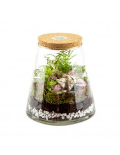 Terrarium Piante Tropicali... 2
