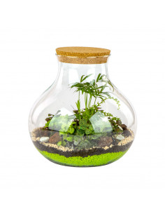 Terrarium Piante Tropicali... 2