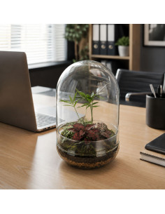 Terrarium Piante Tropicali... 2