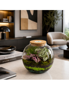 Terrarium Piante Tropicali... 2