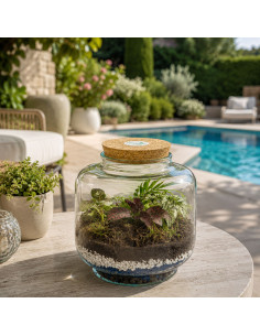 Terrarium Piante Tropicali... 2