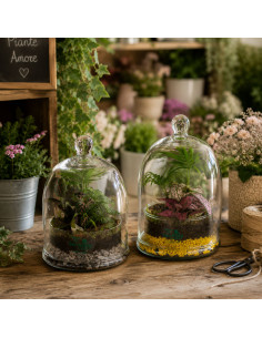 Terrarium Piante Tropicali... 2