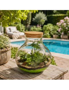Terrarium Piante Tropicali... 2