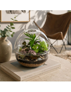 Terrarium Globo In Vetro... 2