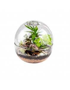 Terrarium Globo In Vetro... 2