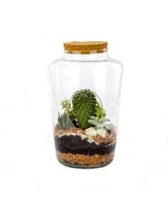 Terrarium Aperto In Vetro... 2