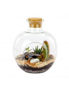 Terrarium Bottle In Vetro... 2