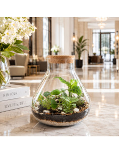 Terrarium In Vetro Tappo... 2