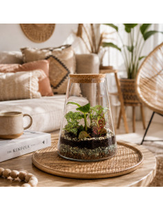 Terrarium Piante Tropicali... 2