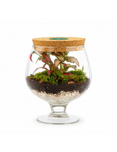 Bomboniera Terrarium Piante... 2