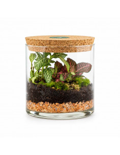 Bomboniera Terrarium Verde... 2