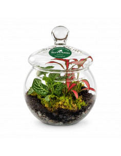 Bomboniera Terrarium... 2