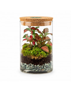 Bomboniera Terrarium... 2