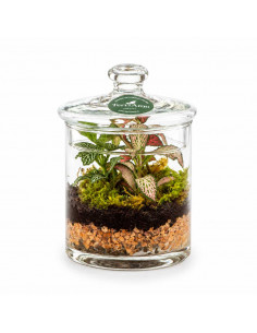 Bomboniera Terrarium Echoes... 2