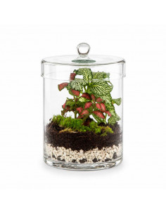 Bomboniera Terrarium Garden... 2