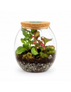 Bomboniera Terrarium Goccia... 2