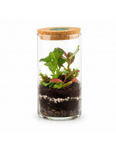 Bomboniera Terrarium Oasi... 2