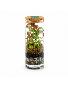Bomboniera Terrarium... 2
