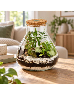 Terrarium In Vetro Tappo In... 2